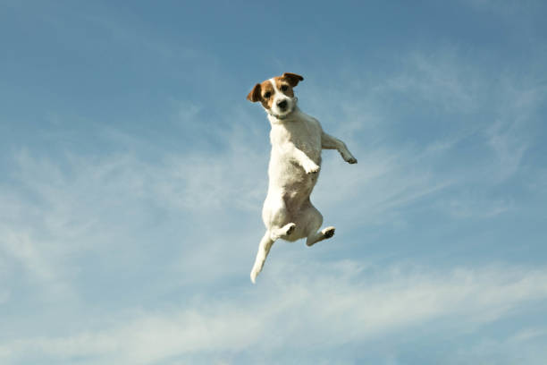 istock Dog flying with the sky in the background. 1221046351