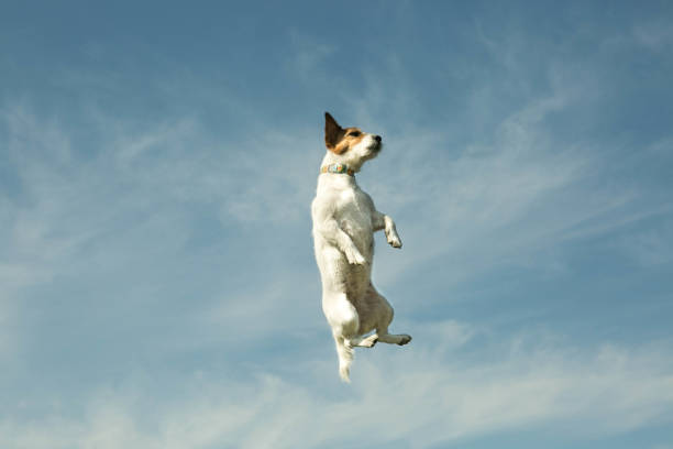 istock Dog flying with the sky in the background. 1221046354