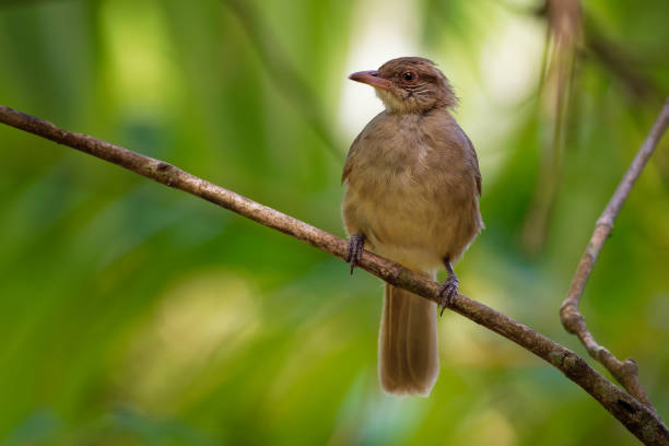 Streak-eared Bulbul - Pycnonotus blanfordi the bulbul family of passerine birds, found from Thailand and Malay Peninsula to southern Indochina, natural habitat is subtropical or tropical moist lowland forests. bulbul de orejas de rayas - pycnonotus blanfordi la familia bulbul de aves paseriformes, que se encuentra desde tailandia y la península malaya hasta el sur de indochina, hábitat natural es subtropical o tropical húmedo bosques de tierras bajas.