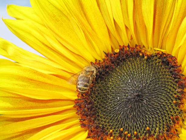 Sunflower with a honey bee covered with pollen