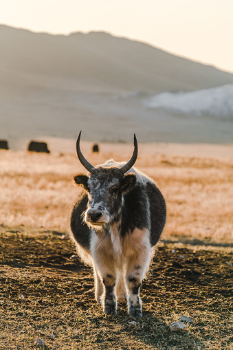 Scenic view of yaks  on pasture in  Mongolia at sunset