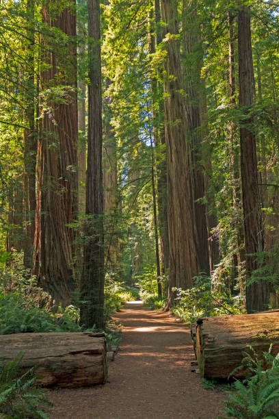 istock Serene Trail Amongst the Forest Giants 1221048989
