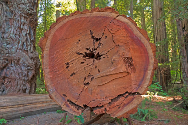 Cross Section View of a Coastal Redwood Tree
