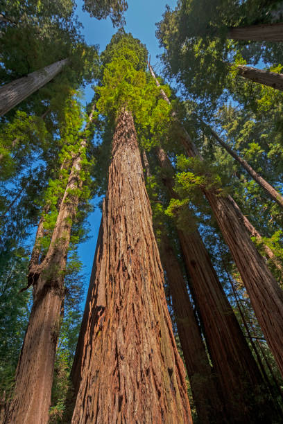 istock Coastal Redwood Soaring into the Sky 1221049009