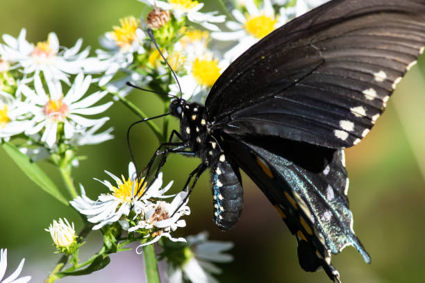 istock Spicebush Swallowtail Butterfly Sipping Nectar from the Accommodating Flower 1221049112