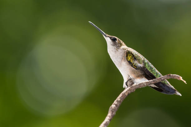 istock Ruby Throated Hummingbird Perched Delicately on a Slender Twig 1221049119