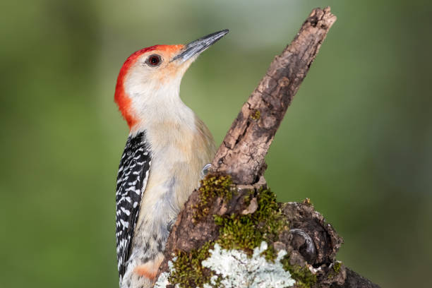 istock Red-bellied Woodpecker Perched on a Branch of a Tree 1221049127