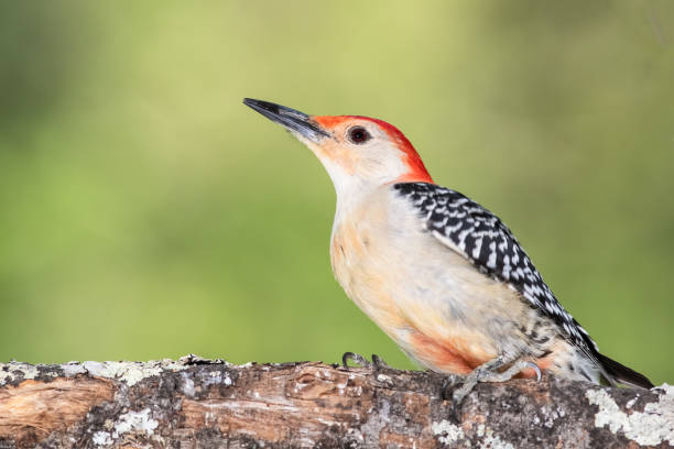 istock Red-bellied Woodpecker Perched on a Branch of a Tree 1221049135