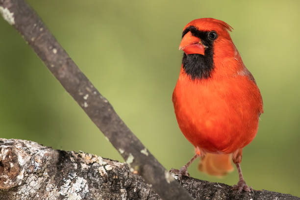 istock Profile of a Northern Cardinal While Perched on a Branch of a Tree 1221049147