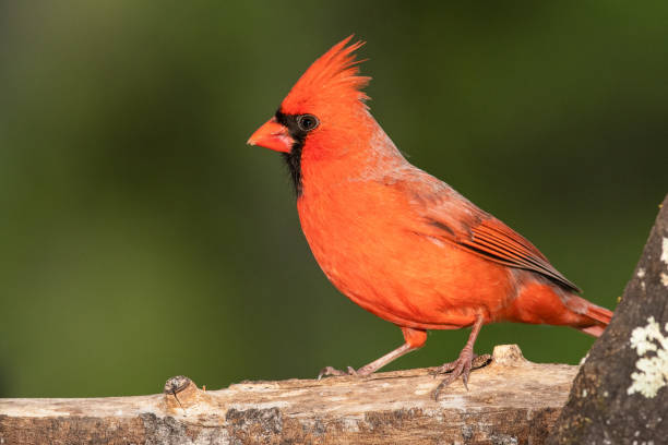 istock Northern Cardinal Perched on a Branch of a Tree 1221049184
