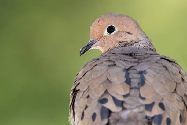 istock Close Profile of a Mourning Dove While Perched on a Branch 1221049215