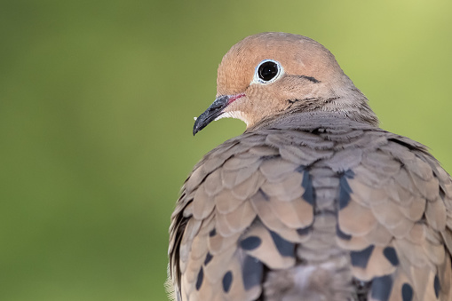 Close Profile of a Mourning Dove While Perched on a Branch