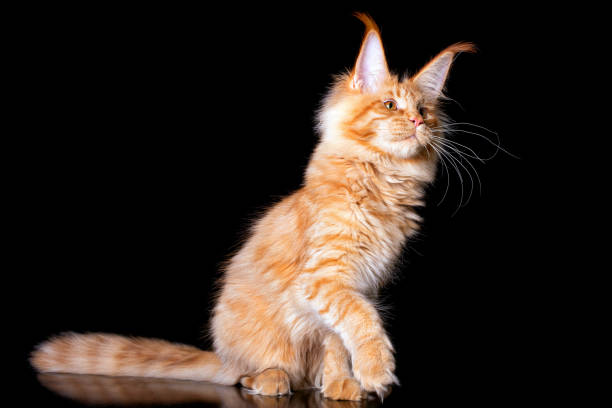 istock Maine coon kitten on black background in studio. 1221049815
