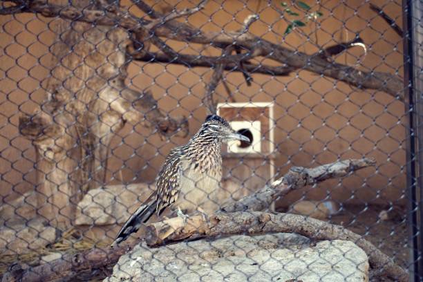 istock Greater roadrunner bird in zoo enclosure in profile 1221051116