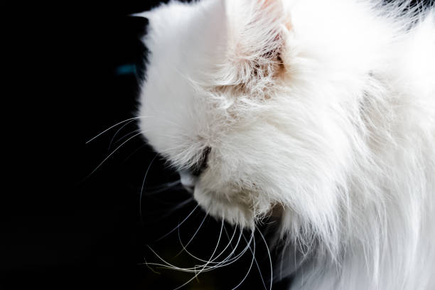 istock white persian cat from up close 1221052194