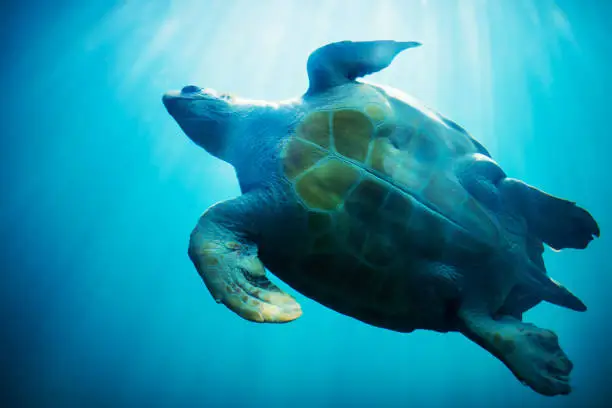 Photo of Sea turtle in blue water over coral reef