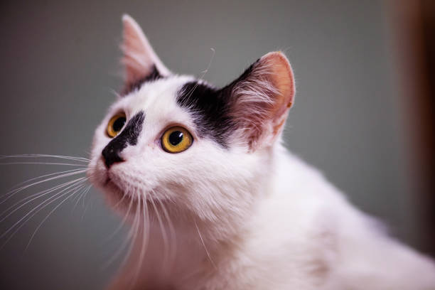 istock kitten. portrait of funny cat 1221052272