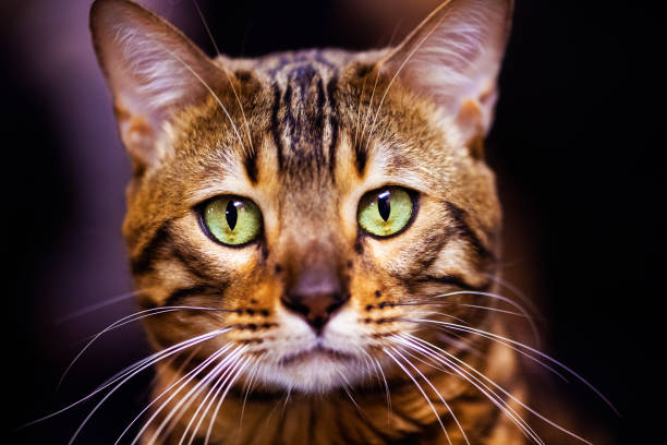 istock Beautiful stylish Bengal cat. Animal portrait. 1221052296
