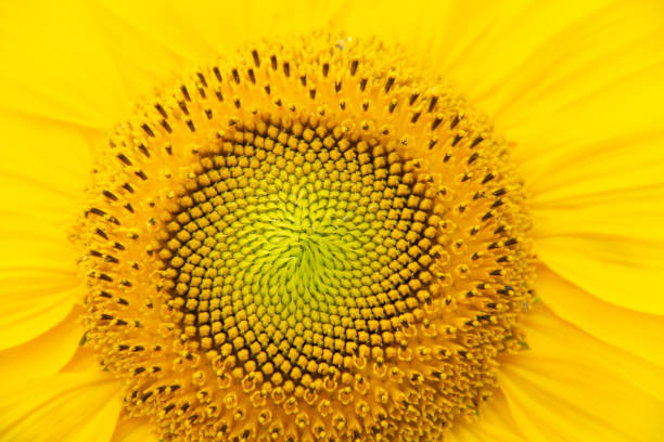 Closeup of a Sunflower.