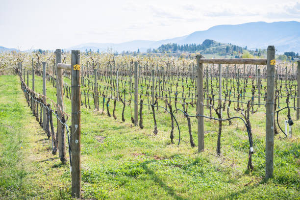 wiosenny widok rzędów winorośli z kwitnącym sadem i górami w tle - okanagan vineyard canada orchard zdjęcia i obrazy z banku zdjęć