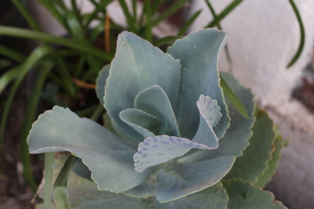 istock Flowers in the garden 1221053806