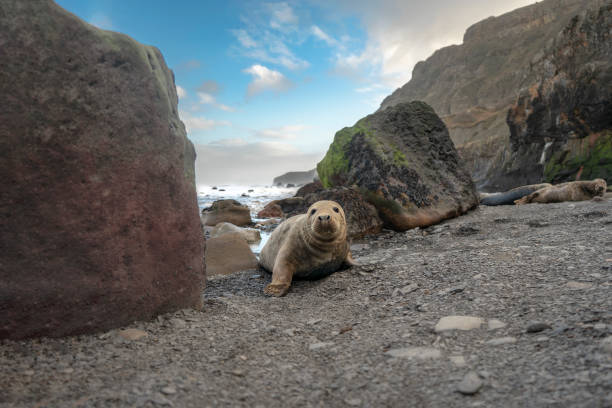 Harbour seal, Ravenscar - North Yorkshire