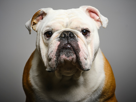 A one year old purebred male English Bulldog dog portrait in a studio.