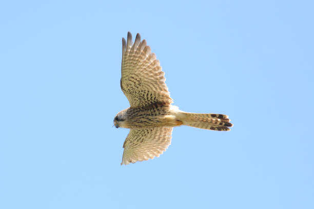 istock Common kestrel in hovering to hunt its prey. 1221055480