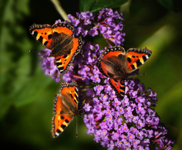 Three Tortoiseshell Butterflies sat in a symmetrical pattern on Buddleia Plant.