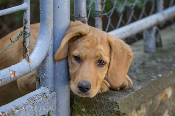 istock Small Dog Looking Through Metal Fence 1221055787