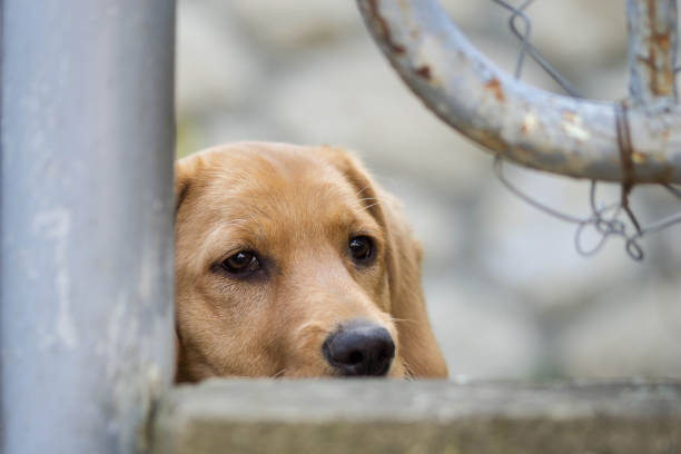 istock Small Dog Looking Through Metal Fence 1221055791