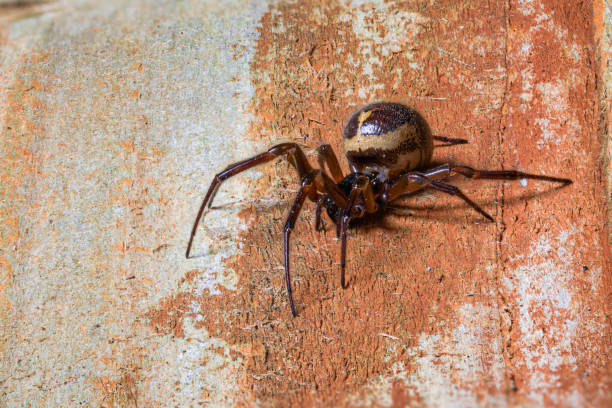 False widow,  Steatoda nobilis, spider, resting on wooden slats False widow,  Steatoda nobilis, spider, resting on wooden slats jumping spider photos stock pictures, royalty-free photos & images