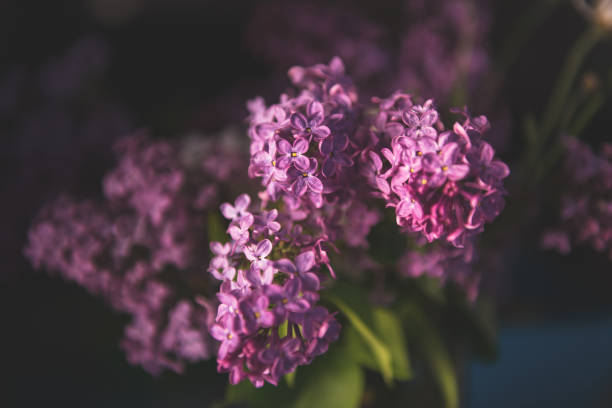 istock Purple and pink lilac flowers 1221057007