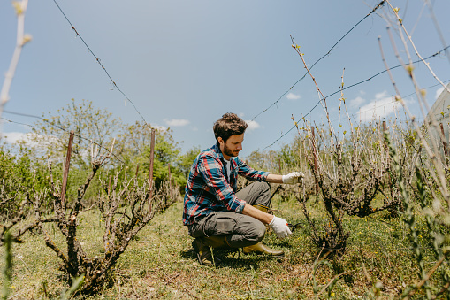 Photo of a man rebuilding a vineyard