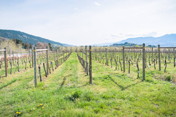 widok na winnicę i zieloną trawę z górami w tle wiosną - okanagan vineyard canada orchard zdjęcia i obrazy z banku zdjęć