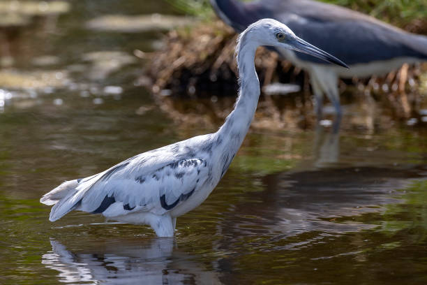 istock Immature Little Blue Heron 1221058015
