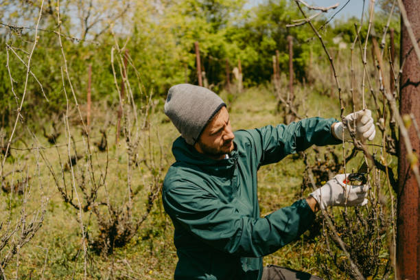 istock Man pruning a vine plant in his vineyard 1221058265