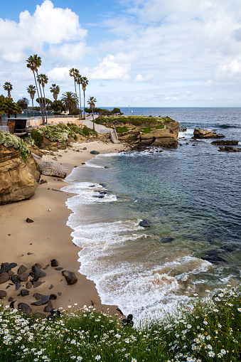 The Terry pine and La Jolla beach  San Diego, CA