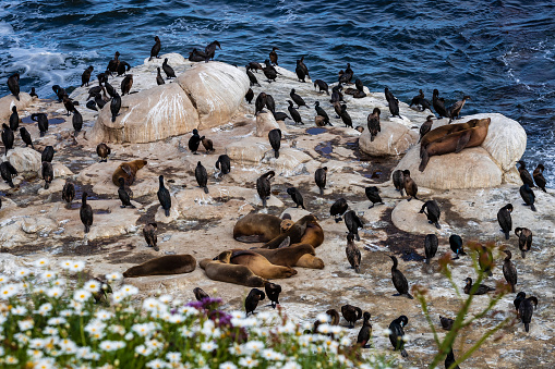 Seals at the La Jolla Cove, with empty beach during Coronavirus pandemic.