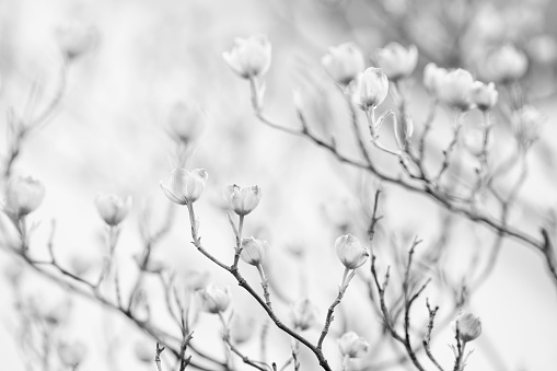 Dogwood in blossom