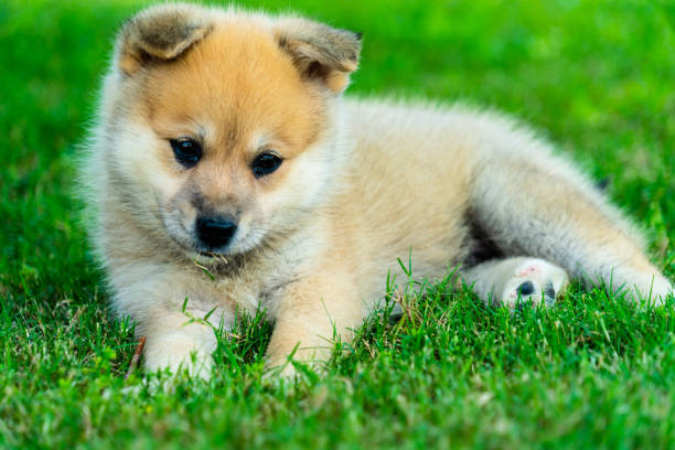 istock Adorable Pomsky Puppy 1221059919