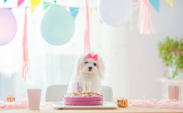 istock Cute dog with bow and birthday cake 1221060014