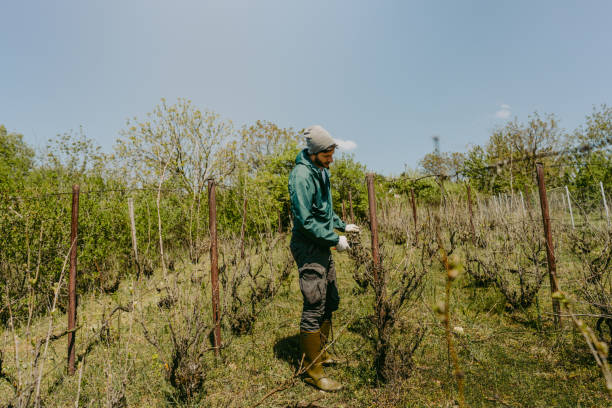 istock Man pruning a vine plant in his vineyard 1221060129