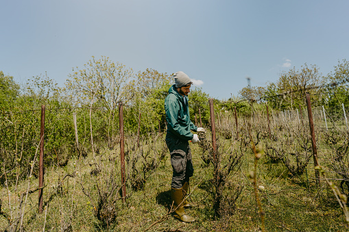 Photo of a man pruning a vine plant in his vineyard