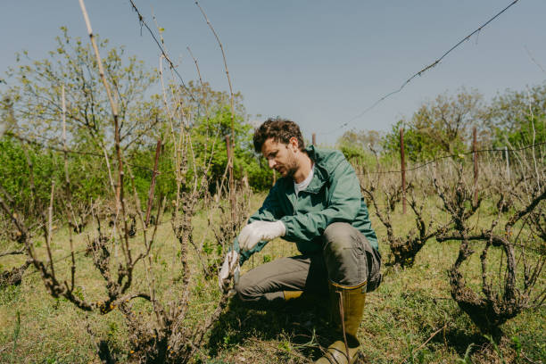 Man pruning a vine plant in his vineyard