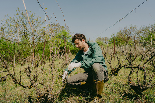 Photo of a man pruning a vine plant in his vineyard