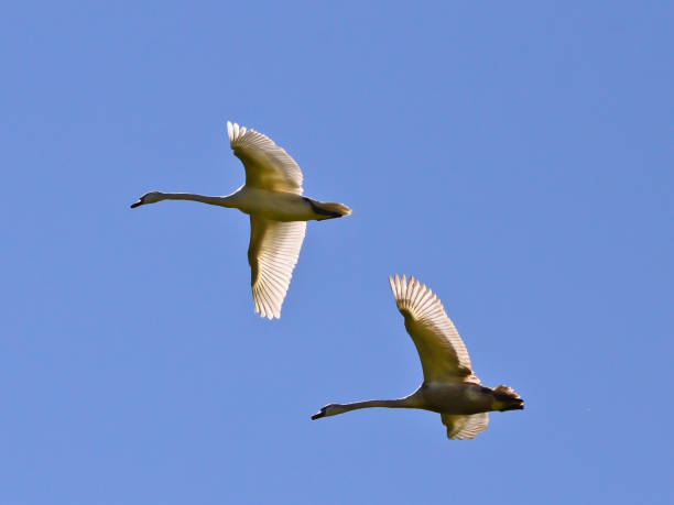 Flying  swans in front of blue sky in beautiful formation stock photo