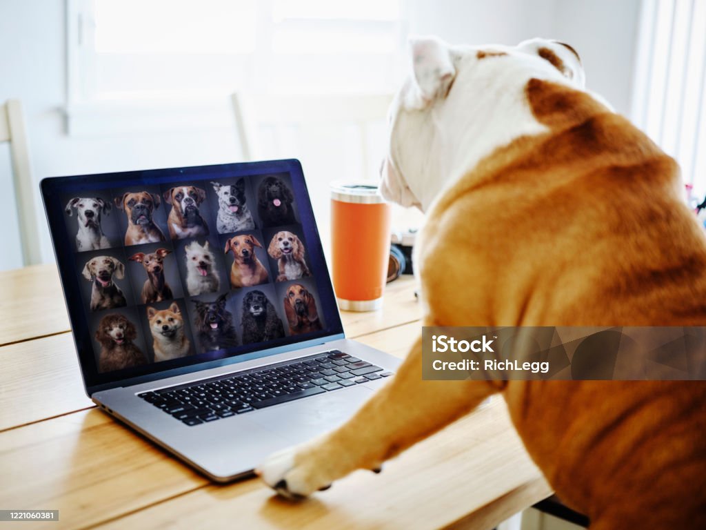 Dog Working at Home on a Web Chat Meeting A bulldog working at home participating in a online web meeting. Dog Stock Photo