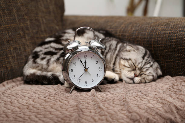 Cat sleeps with a vintage alarm clock. A lazy cat does not want to get up early on Monday morning.