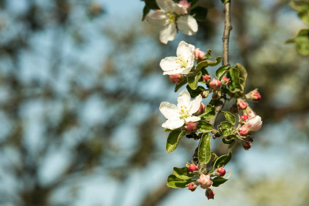 istock Flowers of the apple tree. 1221061474